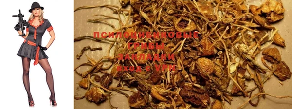 PSILOCYBIN Коряжма